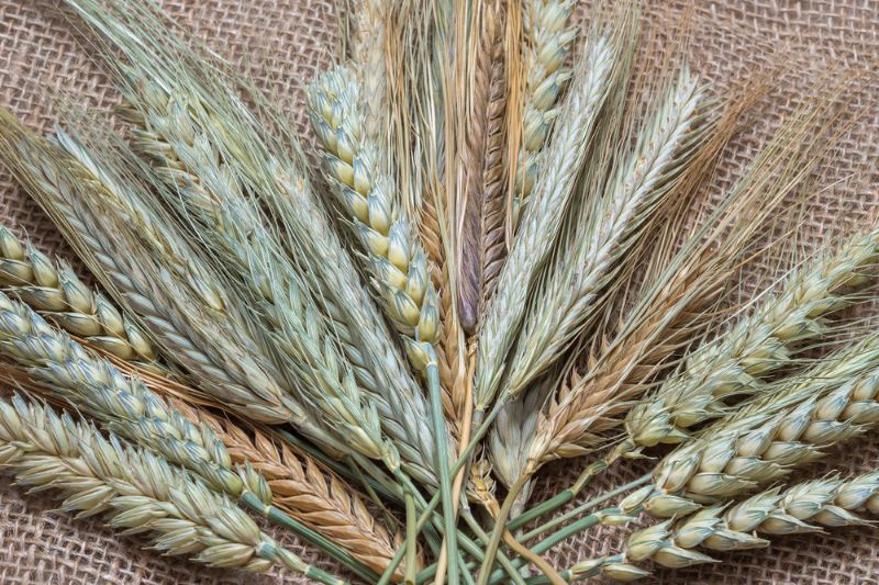 close-dried-crops-bundle-on-plain | thanksgiving activities for adults