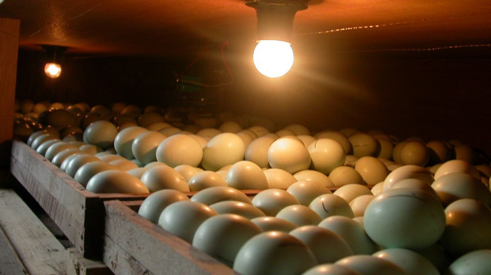 eggs-lamp-this-traditional-machine-hatchingincubating | DIY Homemade Incubator | Featured