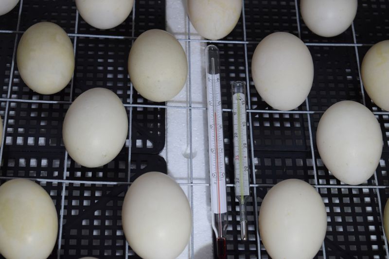 incubator for chicken ducklings and goose | homemade incubator thermostat