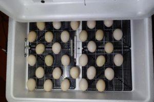 DIY Homemade Incubator