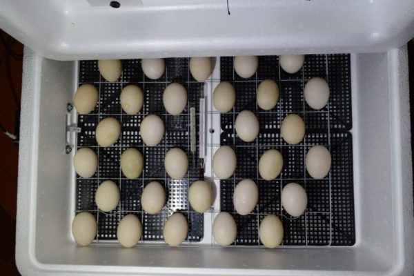 How to assemble egg incubator