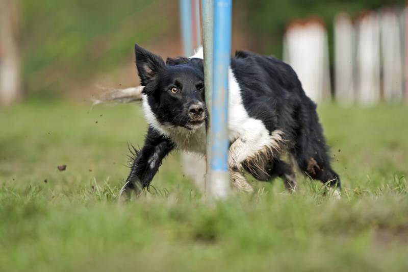 agility-competition | diy dog mental stimulation