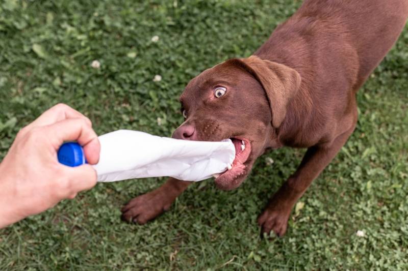 brown-labrador-puppy-playing-plastic-bottle | homemade dog toys with water bottles