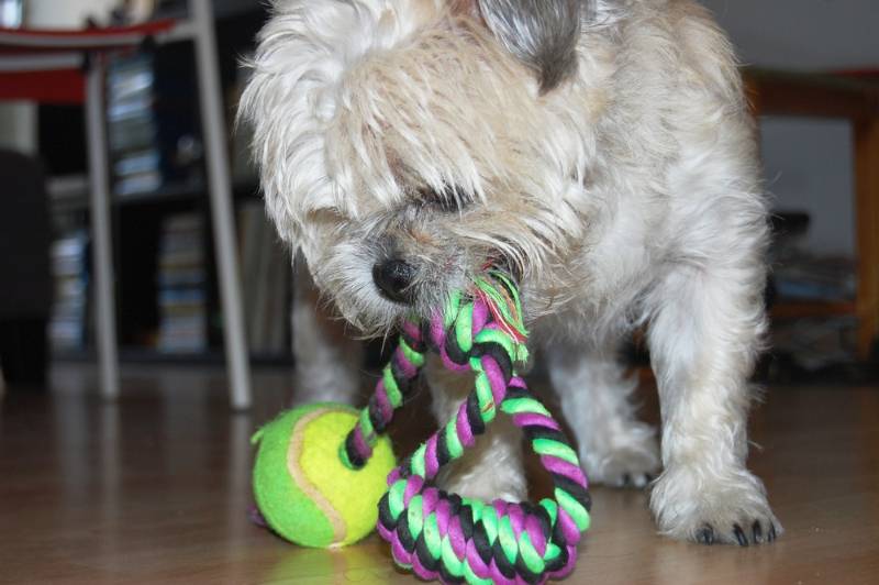 cute-white-dog-playing-ball-on | diy dog toys with tennis balls