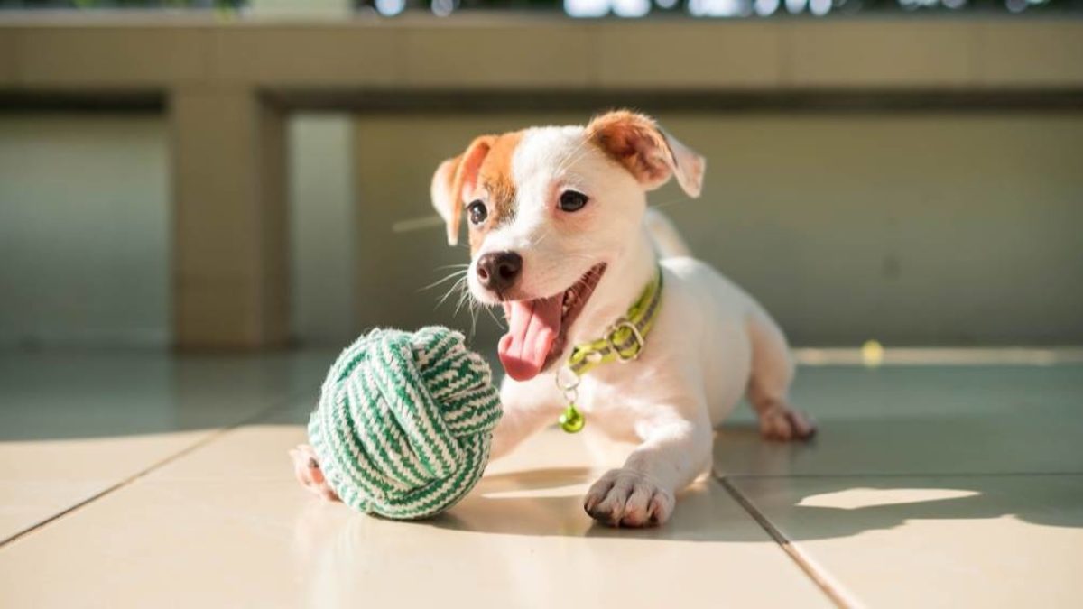 indestructible dog toys for jack russells