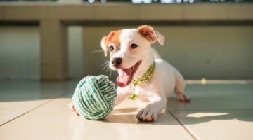 dog-baby-jack-russell-terrier-playing | Easy To Make DIY Dog Toys For Your Furry Friend | featured