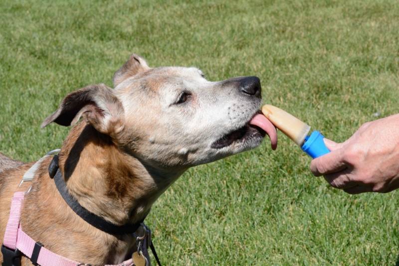 older-senior-boxer-mix-dog-licking | diy indestructible dog toys