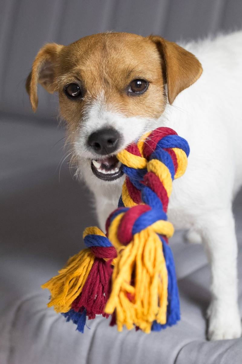 10 Easy to Make DIY Dog Toys - Puppy Leaks