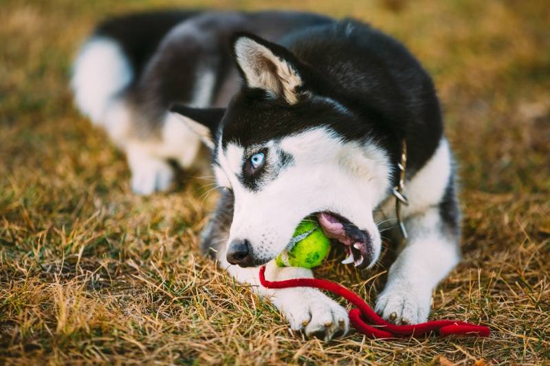 young-dog-husky-puppy-plays-her | diy dog toys for power chewers