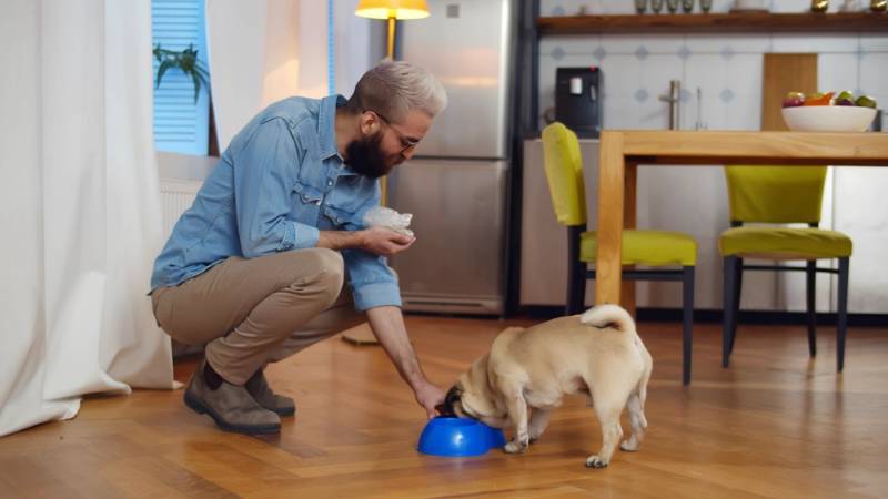 young-man-feeding-pet-dog-home | diy dog treat dispenser