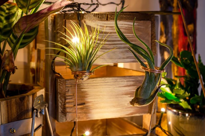 close-two-air-plants-on-copper | diy planter