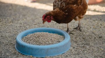 feeding-chickens-barnyard-person-feeds-hens | Fuss-Free DIY Chicken Feeder Tutorial | Featured