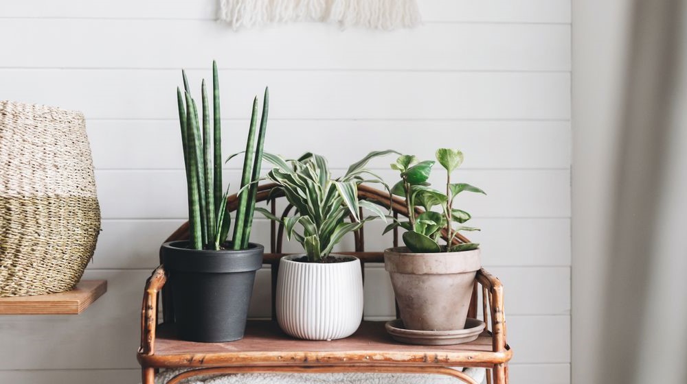stylish-green-plants-pots-on-wooden | DIY Plant Stand Ideas for Every Plant Parent | Fetaured