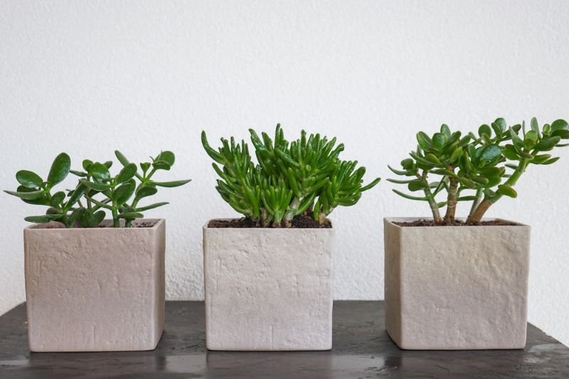 three-succulent-plants-pots-made-concrete | concrete planter