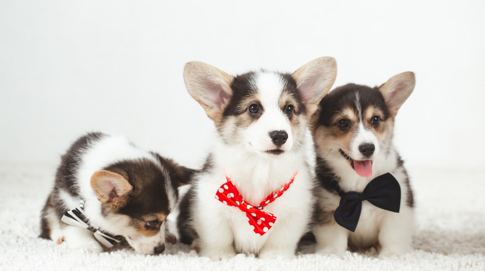 Corgi puppies with bow tie | how to make a dog bow tie