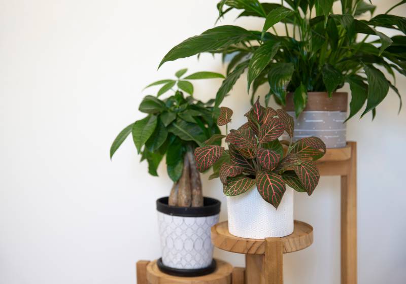 Different plants on wooden 3 tier standing planter | Tiered Garden Shelf