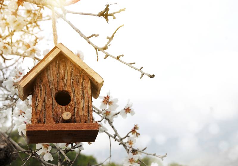 Little Birdhouse in Spring with blossom almond flower | Easy DIY Birdhouse