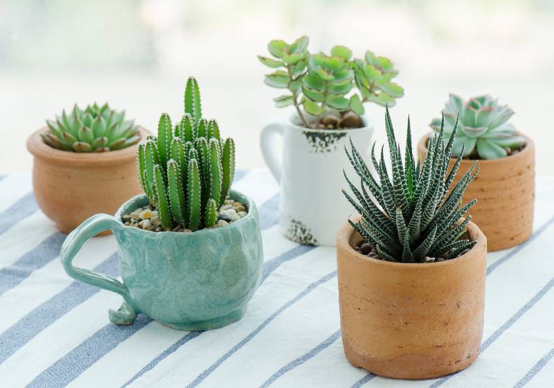 Various types of mini cactus,zebra plant ,echeveria kalanchoe succulent house plants | Mini Succulents