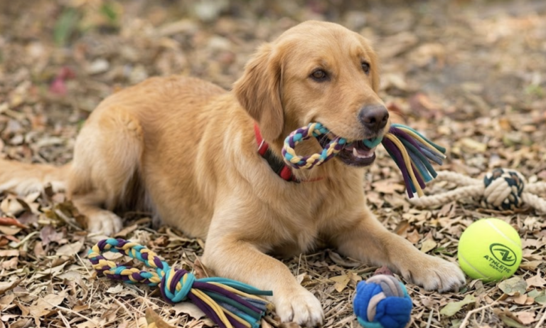 11 Easy To Make DIY Dog Toys For Your Furry Friend