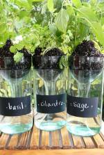 Cool DIY Self-watering Planter using a wine bottle by DIY Projects at https://diyprojects.com/diy-self-watering-planter-from-a-wine-bottle