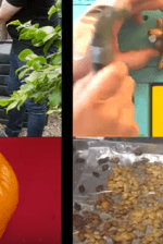 how to carve your pumpkin without wasting any of it, check it out at https://diyprojects.com/how-to-carve-a-pumpkin-and-waste-none-of-it-video