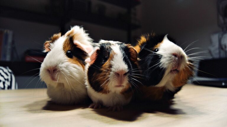 Feature | Three guinea pigs in wooden table | DIY Guinea Pig Cage Ideas