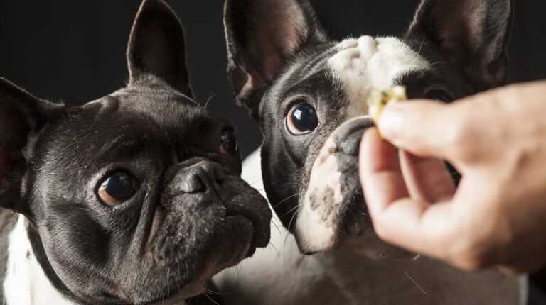 Caucasian male owner's hand feeding food to 2 french bulldogs | Homemade Low Fat Dog Treats For National Pet Day | low fat dog treats | Featured