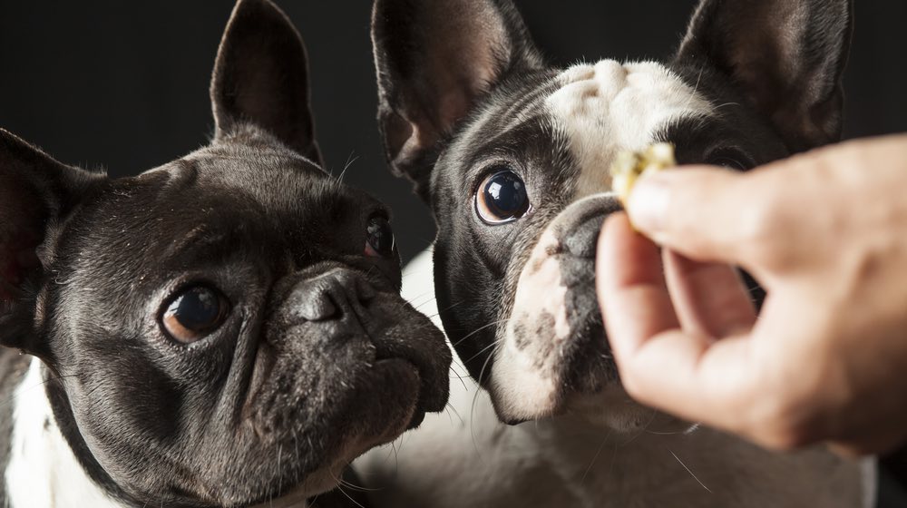 Caucasian male owner's hand feeding food to 2 french bulldogs | Homemade Low Fat Dog Treats For National Pet Day | low fat dog treats | Featured