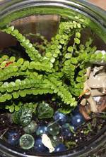 Lemon Button Fern