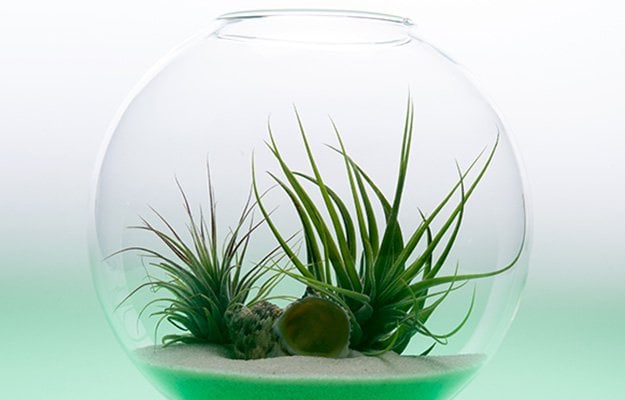 Succulent Terrarium | Amazingly Beautiful Succulent Plants: The Hip DIY Trend To Bring Color To Your Home Living