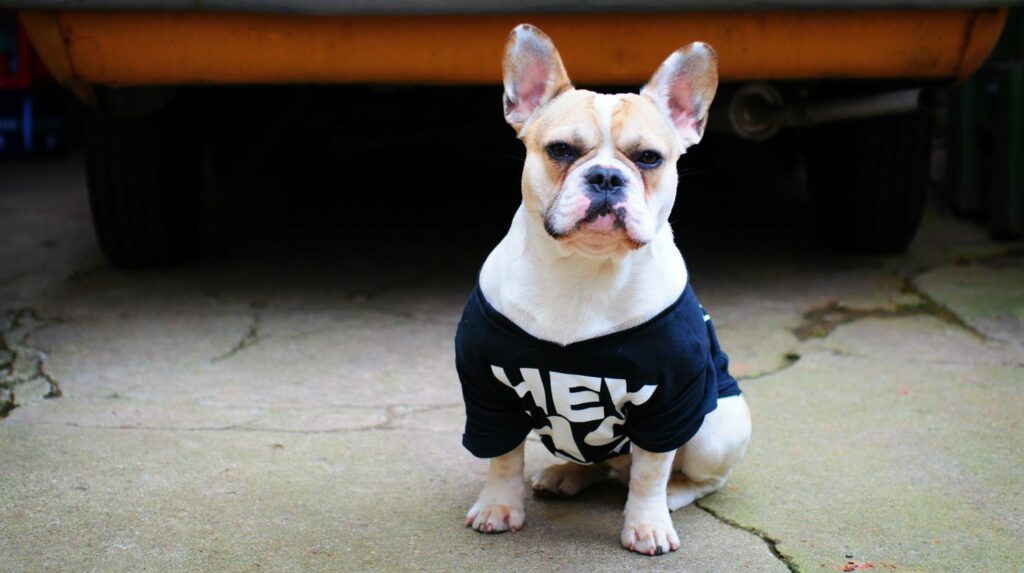 Featured | White dog standing on ground | How To Make a DIY Dog Shirt | DIY Pet Projects