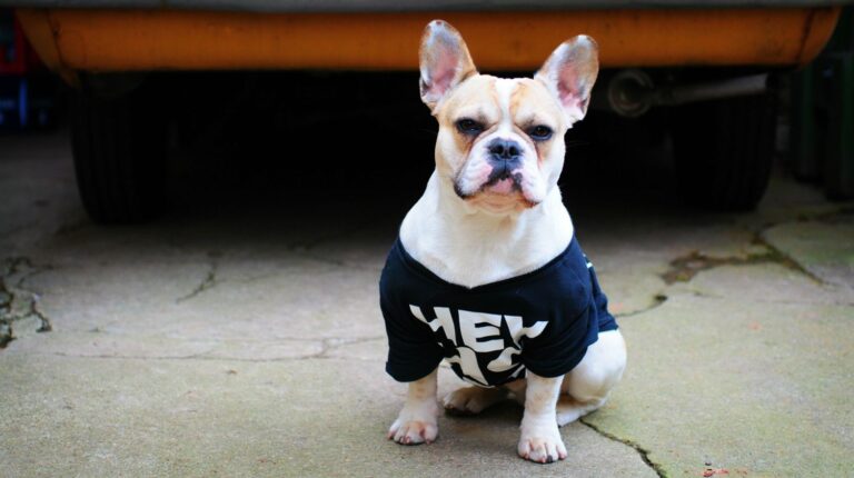 Featured | White dog standing on ground | How To Make a DIY Dog Shirt | DIY Pet Projects