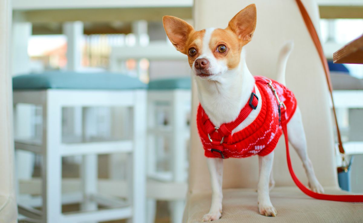 White dog standing in the chair in front of book shelf in library | How To Make a DIY Dog Shirt | DIY Pet Projects 