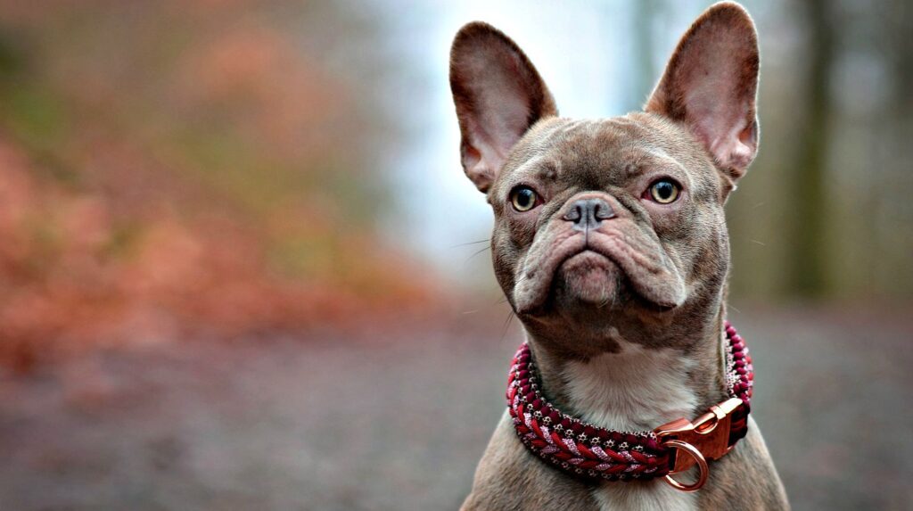 beautiful-rare-colored-lilac-brindle-female | Learn How To Make A Paracord Dog Collar | Instructions | Featured