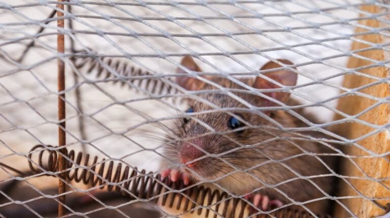 brown mouse inside mouse trap during daytime | ## DIY Mouse Trap Ideas Using Common Materials You Can Find At Home | Featured