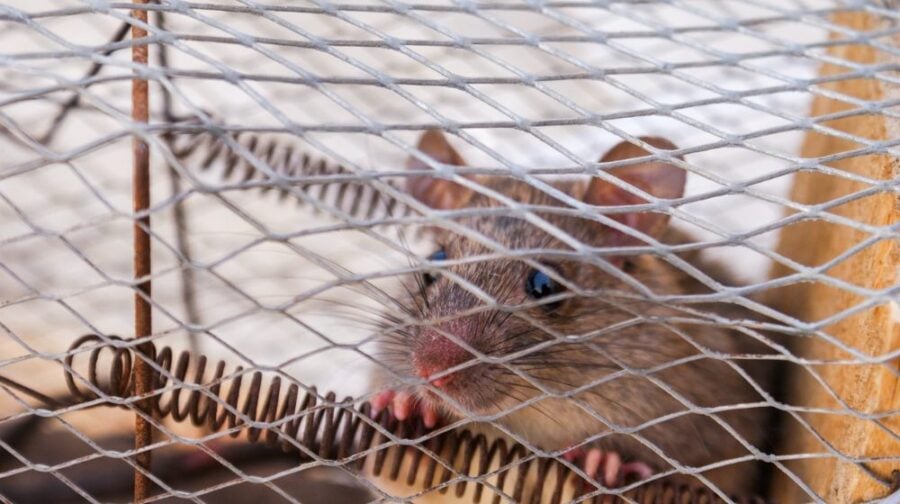 brown mouse inside mouse trap during daytime | ## DIY Mouse Trap Ideas Using Common Materials You Can Find At Home | Featured