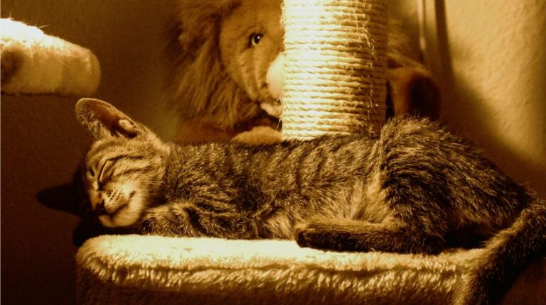 Brown tabby cat lying on cat tree | How To Build A DIY Cat Tree For Your Feline Friend | Featured