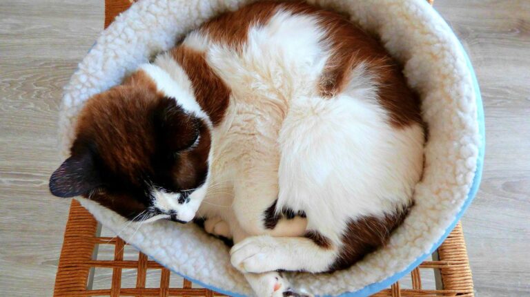 Feature | Cat bed | Creative Cat DIY Home Projects for Cat Lovers