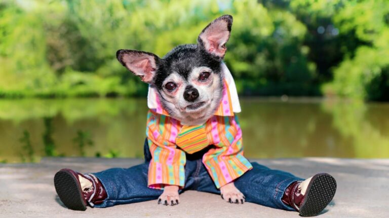 Feature | Chihuahua in clothes | DIY Dog Clothes And Coats You Should Make