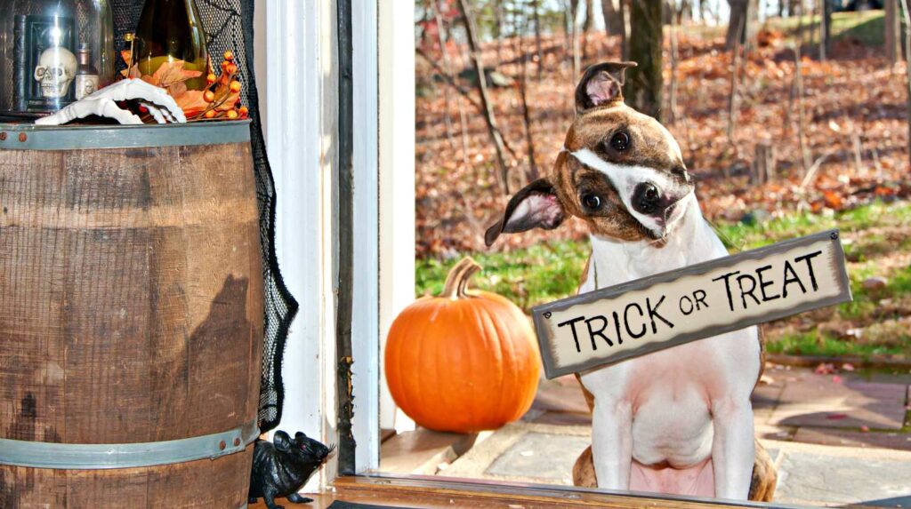 Cute dog trick or treating | DIY Halloween Decorations | Cute And Creepy Decor Ideas | Featured