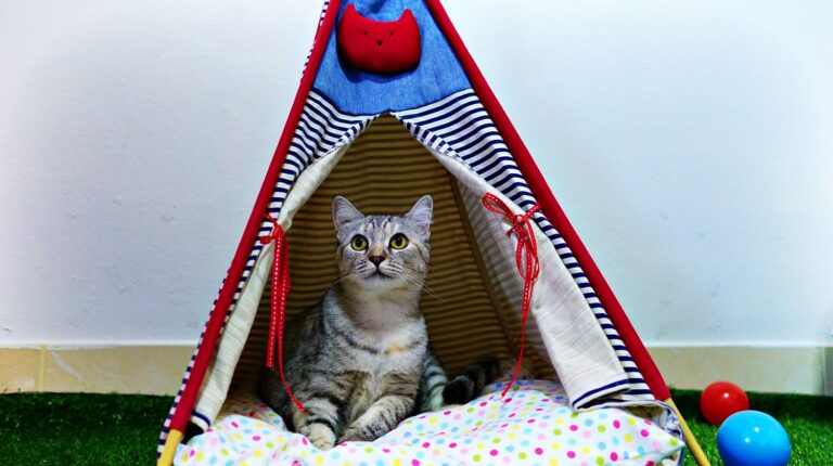 Gray cat sitting in a tent | How To Make An Improvised Camping Lantern | Featured