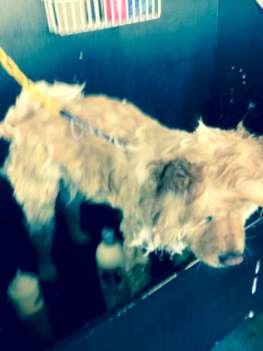 How to Make Homemade Dog Shampoo