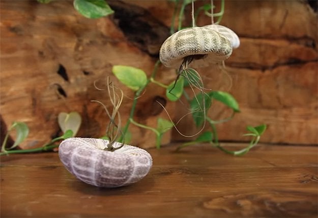 DIY JELLYFISH SUSPENDED GRAVITY PLANT TRIO via https://www.craftpantry.com/diy-jellyfish-suspended-gravity-plant.html