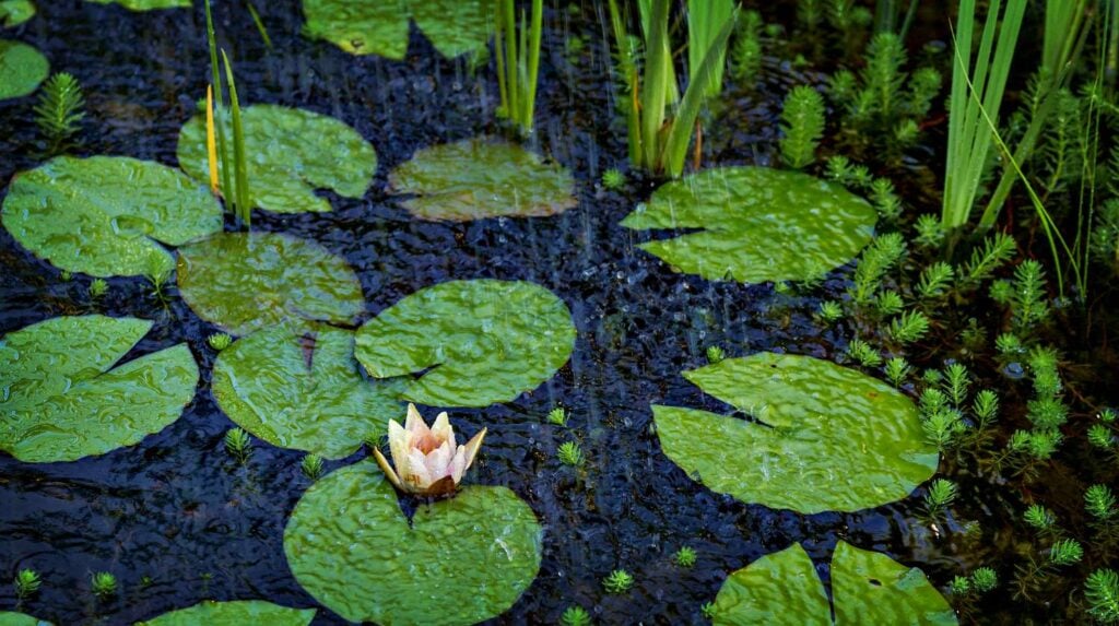 Feature | Lotus flower in pond | DIY Pond Filter Tutorial