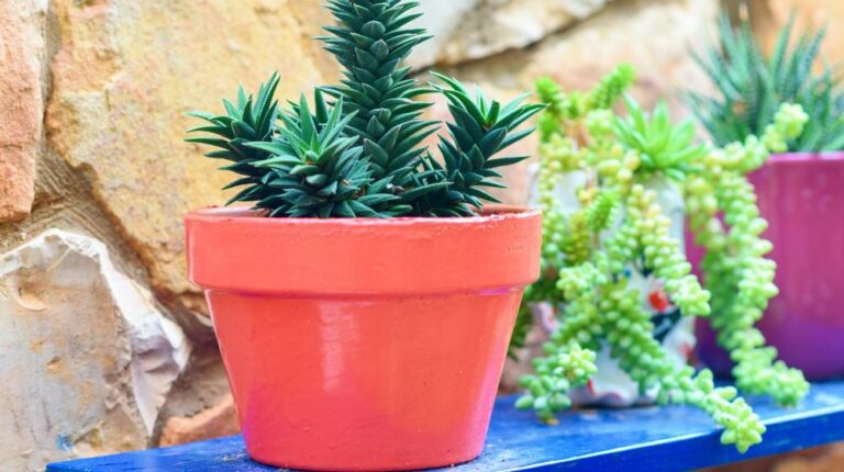 Various Succulent Plants Pots At Homemade Blue Stand In A Garden At Sunny Day | How To Make A Flower Pot Stand From An Old Computer Table | Featured