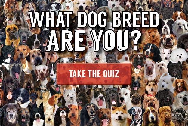What dog breed are you? Take our quiz to find out!