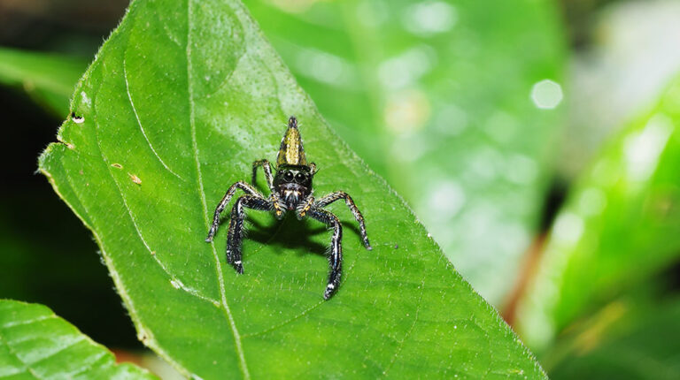 xOxgyDhcojo green leaf photography with black insect photo | DIY Organic Insecticides You Can Make At Home In 7 Ways | Featured