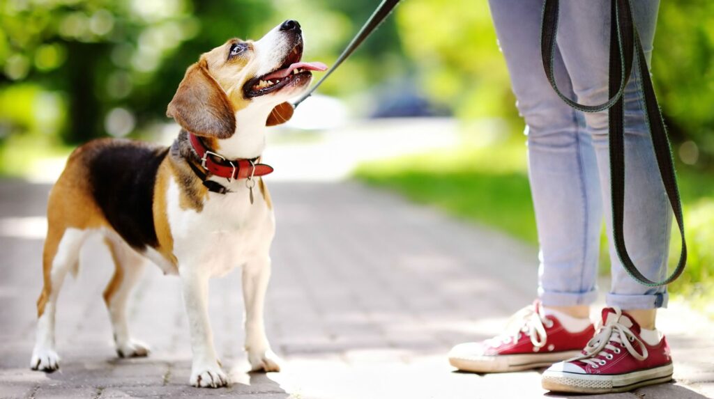 Woman walking with beagle dog in the summer park | DIY Fabric Dog Collar | How To Make A Dog Collar | Featured