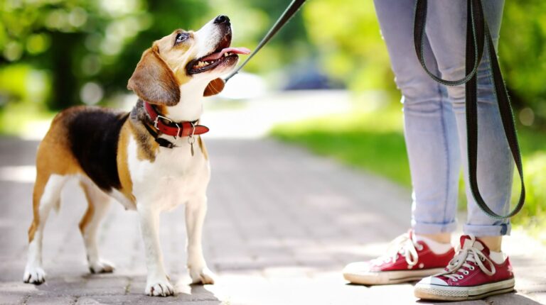 Woman walking with beagle dog in the summer park | DIY Fabric Dog Collar | How To Make A Dog Collar | Featured